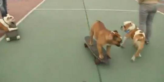 Sekolah skateboard untuk bulldog akan dibuka di Peru