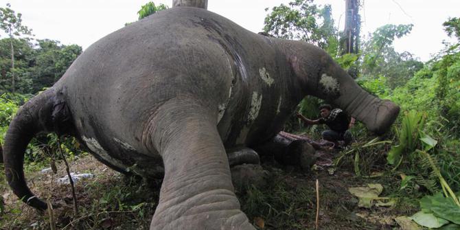 5 Hewan  Sumatera yang terancam punah karena  diburu manusia  