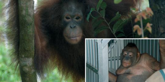 Kisah pelacur orangutan di rimba Borneo