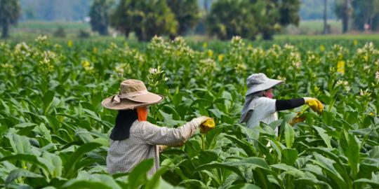 Agar melek informasi, petani tembakau di Jateng diberi internet