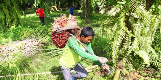 Petani Sukses Cerita petani sukses dari Ende merantau ke Kutai merdeka com