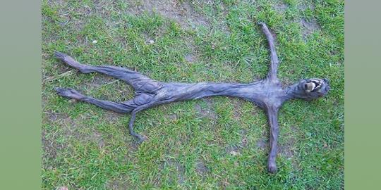 Ditemukan bangkai 'alien' di Afrika Selatan