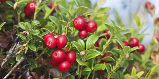 Lingonberry, buah asal Swedia yang ampuh turunkan tekanan darah