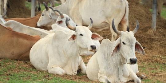 Pemerintah impor 6.000 sapi siap potong sebelum Lebaran