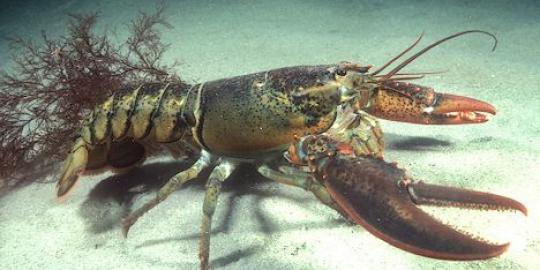 Akibat pemanasan global, lobster di Maine jadi kanibal