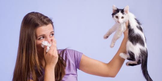 Lima tahun lagi, obat alergi pada kucing akan tersedia