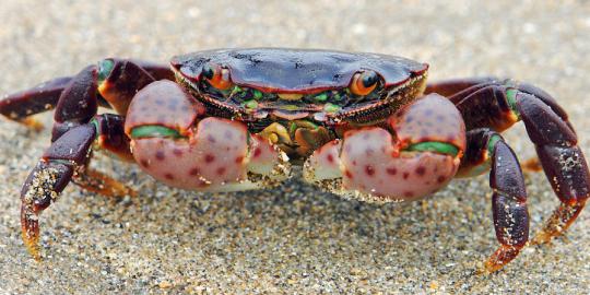 Polusi suara sebabkan kepiting pantai tak bisa makan 