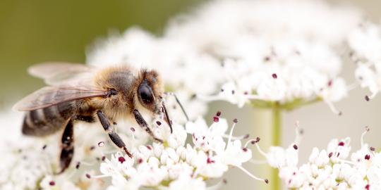 Populasi lebah madu terancam akibat fungisida?