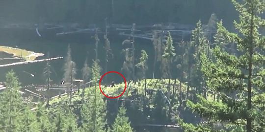Video penampakan Big Foot di hutan Kanada