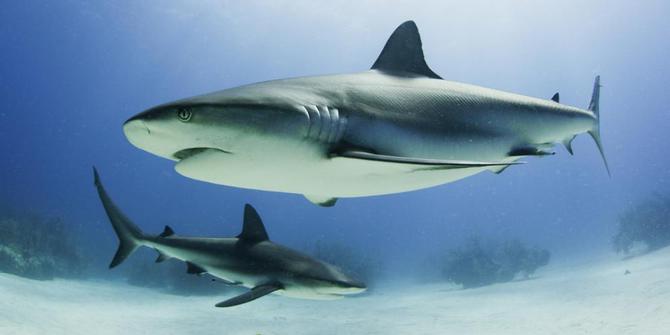 indonesia negara nomor satu pemburu hiu di dunia