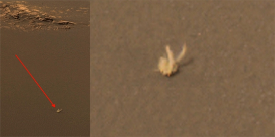 4 'hewan' penunggu mars yang berhasil diabadikan curiosity