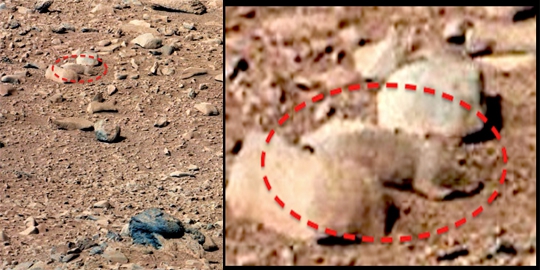 4 'hewan' penunggu mars yang berhasil diabadikan curiosity