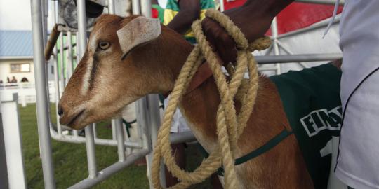 Pemindahan jagal kambing dari Tanah Abang dilakukan H+3 Lebaran