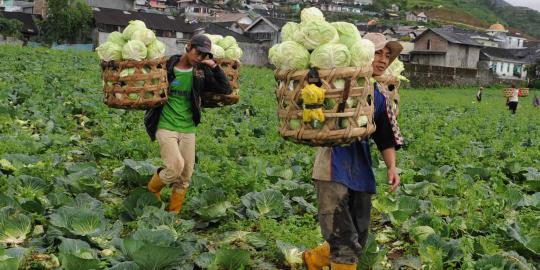 Asuransi bagi petani masih sebatas wacana