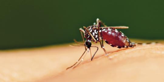 [Video] Apa yang terjadi ketika nyamuk sedang menggigit korban