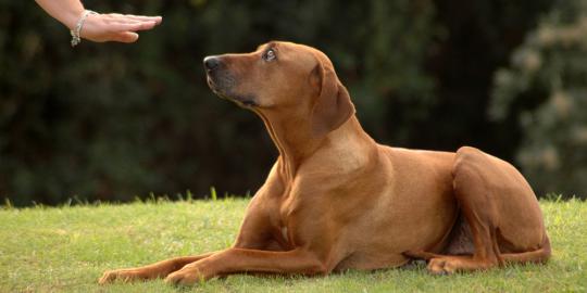 Kanker ovarium bisa dideteksi oleh anjing?