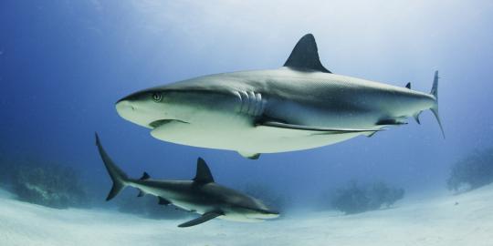 Ternyata predator paling berbahaya di laut bukanlah hiu