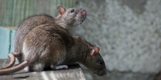 Otak tikus masih bisa bekerja meskipun tubuhnya sudah mati