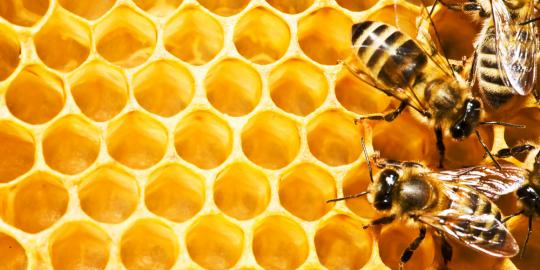 Masyarakat China rela disengat lebah demi sembuhkan kanker