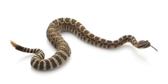 Lima bocah di Kanada tinggal bareng 40 ular piton
