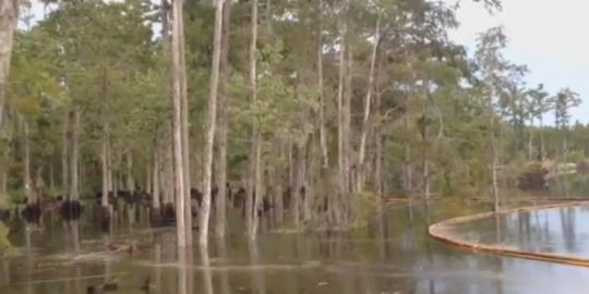 [Video] Ketika pohon-pohon ditelan oleh lubang misterius