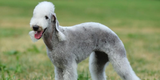 7 Jenis Anjing Unik Yang Bikin Kepincut Merdeka Com