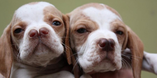 7 jenis anjing unik yang bikin kepincut