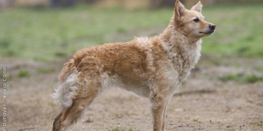 7 jenis anjing unik yang bikin kepincut
