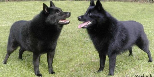 7 jenis anjing unik yang bikin kepincut