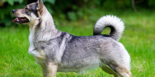 7 Jenis Anjing Unik Yang Bikin Kepincut Merdeka Com