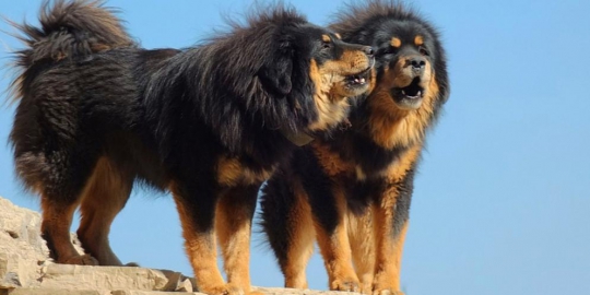 7 jenis anjing unik yang bikin kepincut