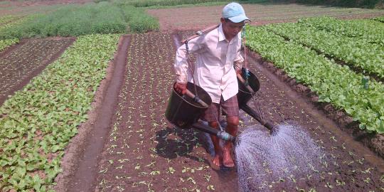 Pelemahan Rupiah untungkan petani daerah