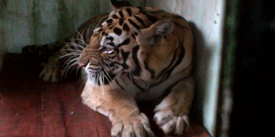 Racun yang tewaskan harimau di Bonbin Jambi buat anjing liar