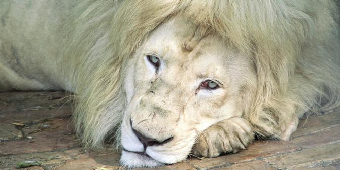 24++ Hewan singa dan harimau update