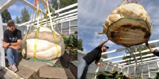 Labu raksasa ini gagal pecahkan rekor labu terbesar