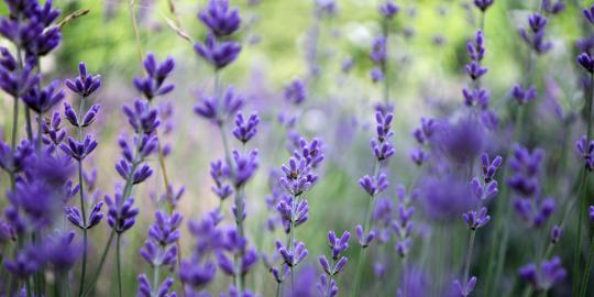 Khasiat luar biasa dari minyak lavender