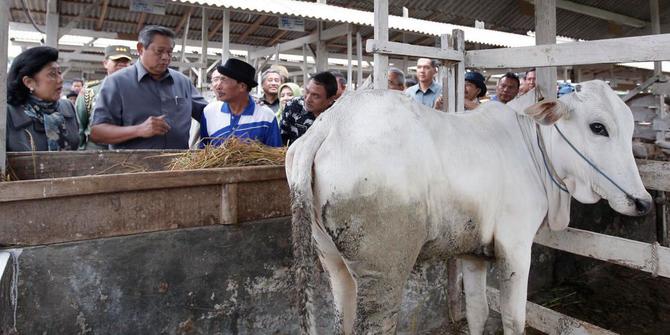 Jumlah Sapi Dan Kerbau Di Indonesia Berkurang 2 5 Juta Ekor