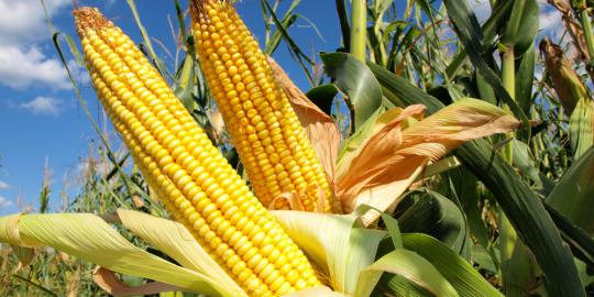 Harga kedelai tak menarik, petani pilih tanam Jagung