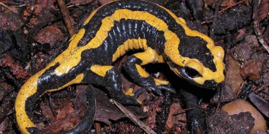 Populasi salamander berkurang drastis akibat infeksi jamur