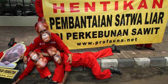 Orangutan yang mati tanpa kepala dipastikan dibunuh