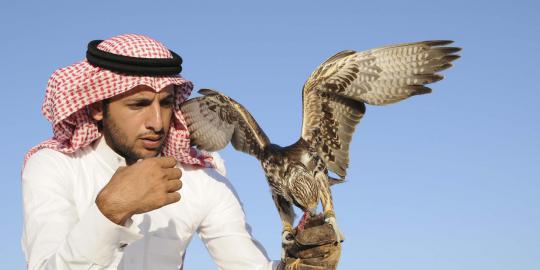 Falconry, berburu bersama elang kegemaran raja di Arab Saudi