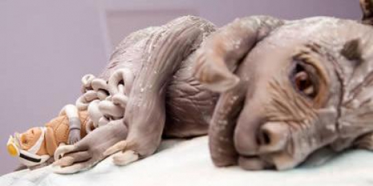 tauntaun