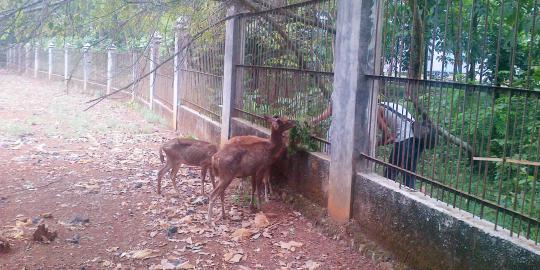 Rusa di Kampus UI Depok kelaparan