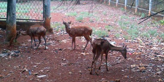 Banyak sampah kering di kandang rusa kampus UI Depok