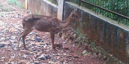 Menelisik sebab tak terawatnya kandang rusa kampus UI Depok