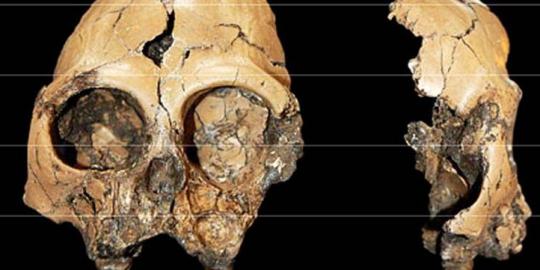 Fosil tengkorak kera langka ditemukan di China