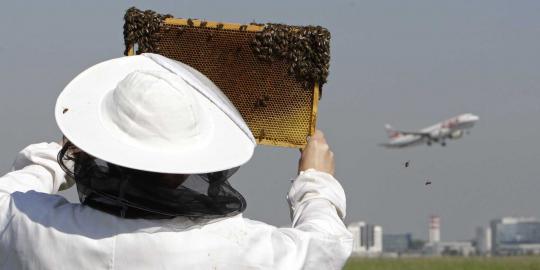 Pria ini pantau kadar polusi udara melalui lebah dan madu