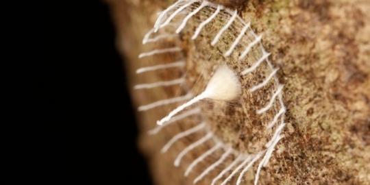 Struktur jaring serangga unik ditemukan di Amazon
