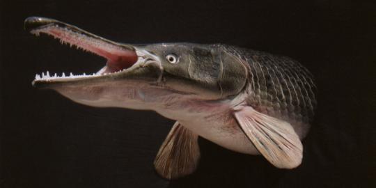 Nelayan Waduk Jatiluhur kejang-kejang digigit ikan aligator