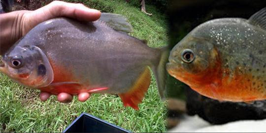 Ikan piranha yang dilaporkan ada di Waduk Cirata ternyata 